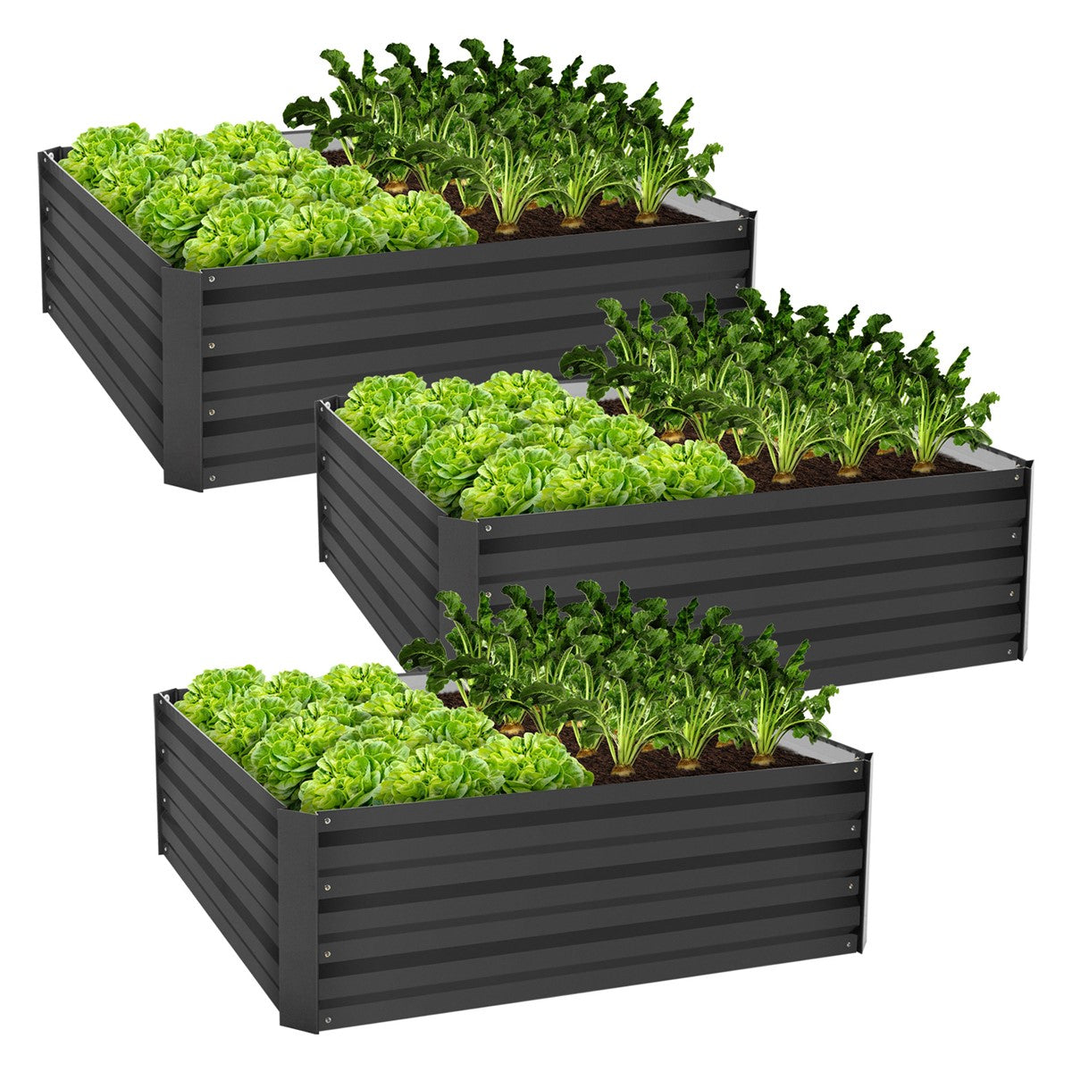 Drie verhoogde plantenbakken met groene sla en groenten in een tuin.