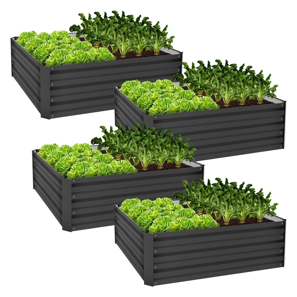 Fire højbede med grønne salatplanter i et rektangulært, sort design.