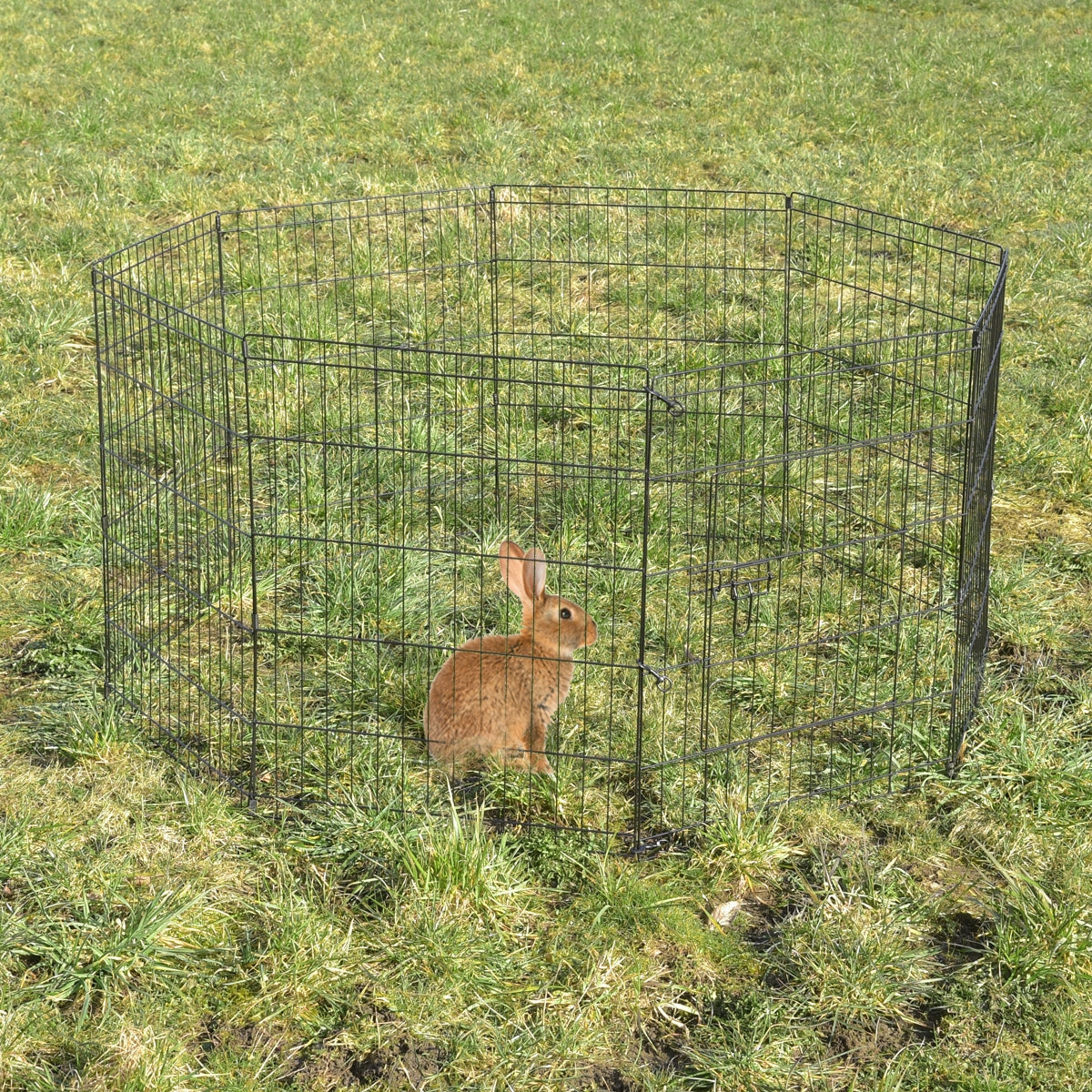Ein Kaninchen in einem Drahtgehege auf einer Wiese.