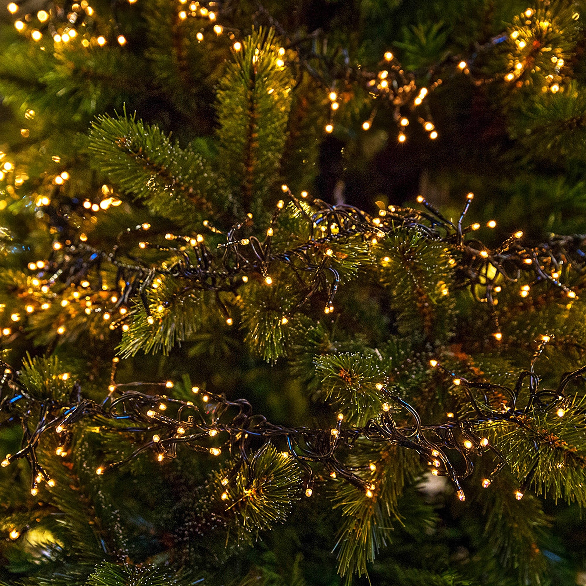 Lichterkette mit warmweißen Lichtern an einem grünen Weihnachtsbaum.