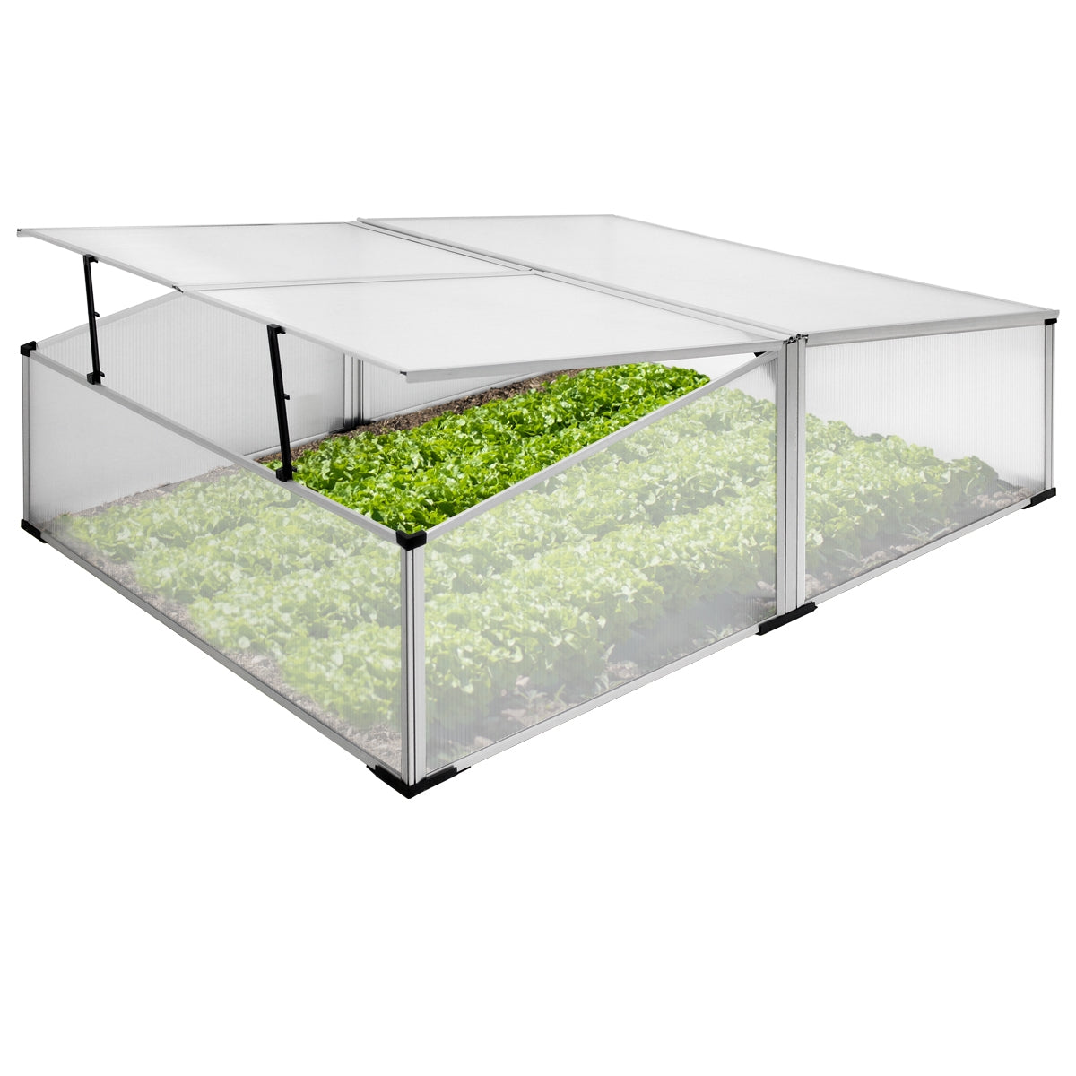 Un invernadero con paredes transparentes y lechuga verde en su interior.