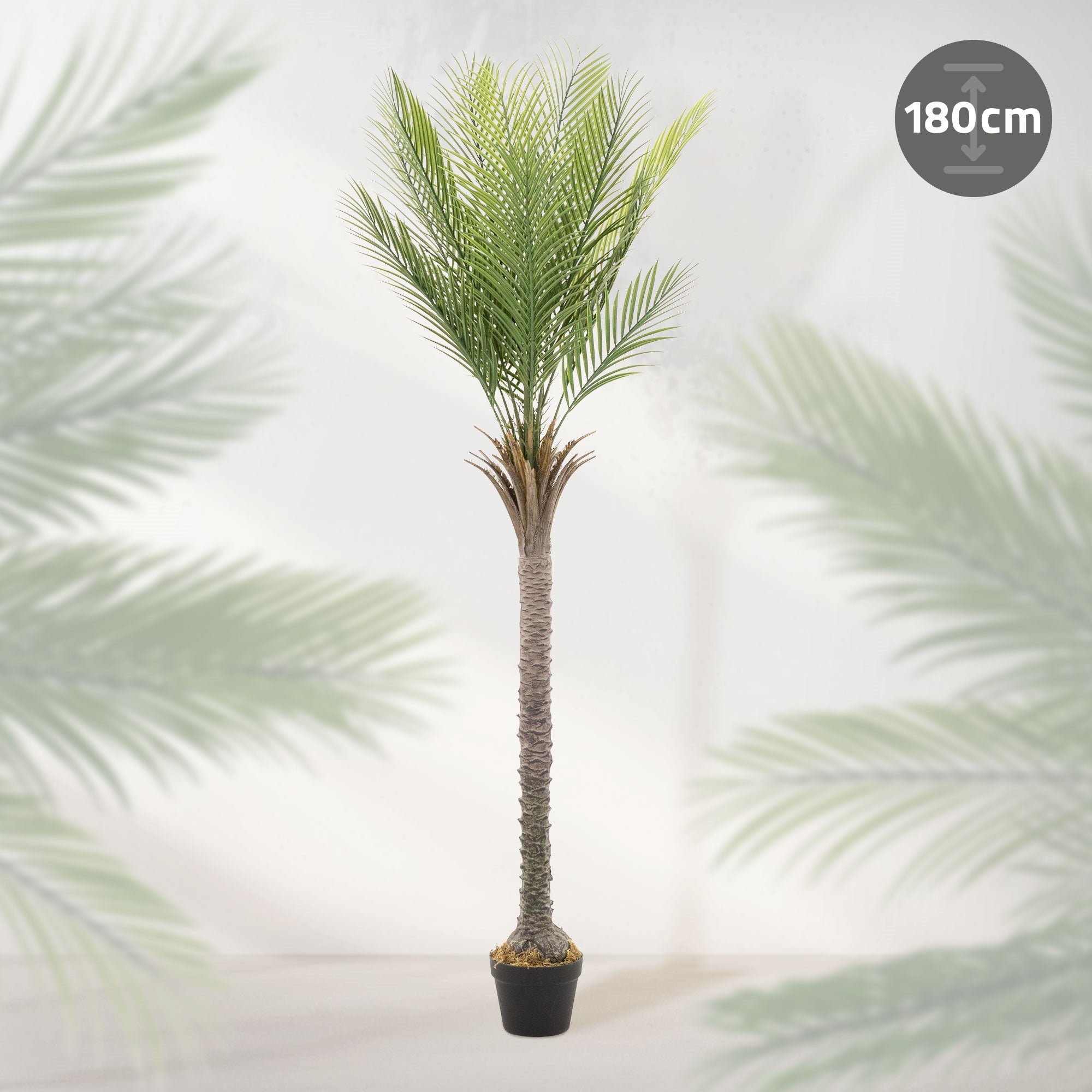 Eine Palme mit einer Höhe von 180 cm vor einem hellen Hintergrund.