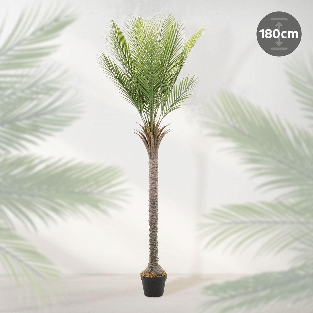 En palme med en højde på 180 cm foran en lys baggrund.