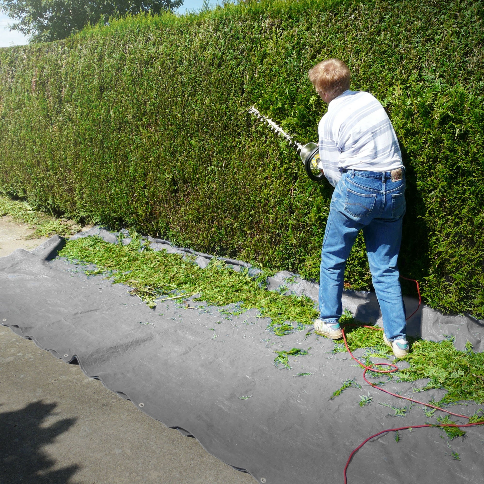 Person is cutting a hedge, tarp is lying underneath.