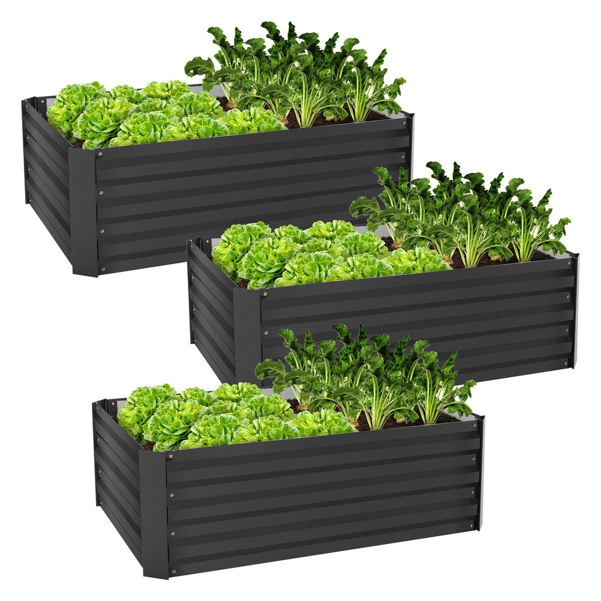Drie verhoogde plantenbakken met verse sla en groenten in een tuin.
