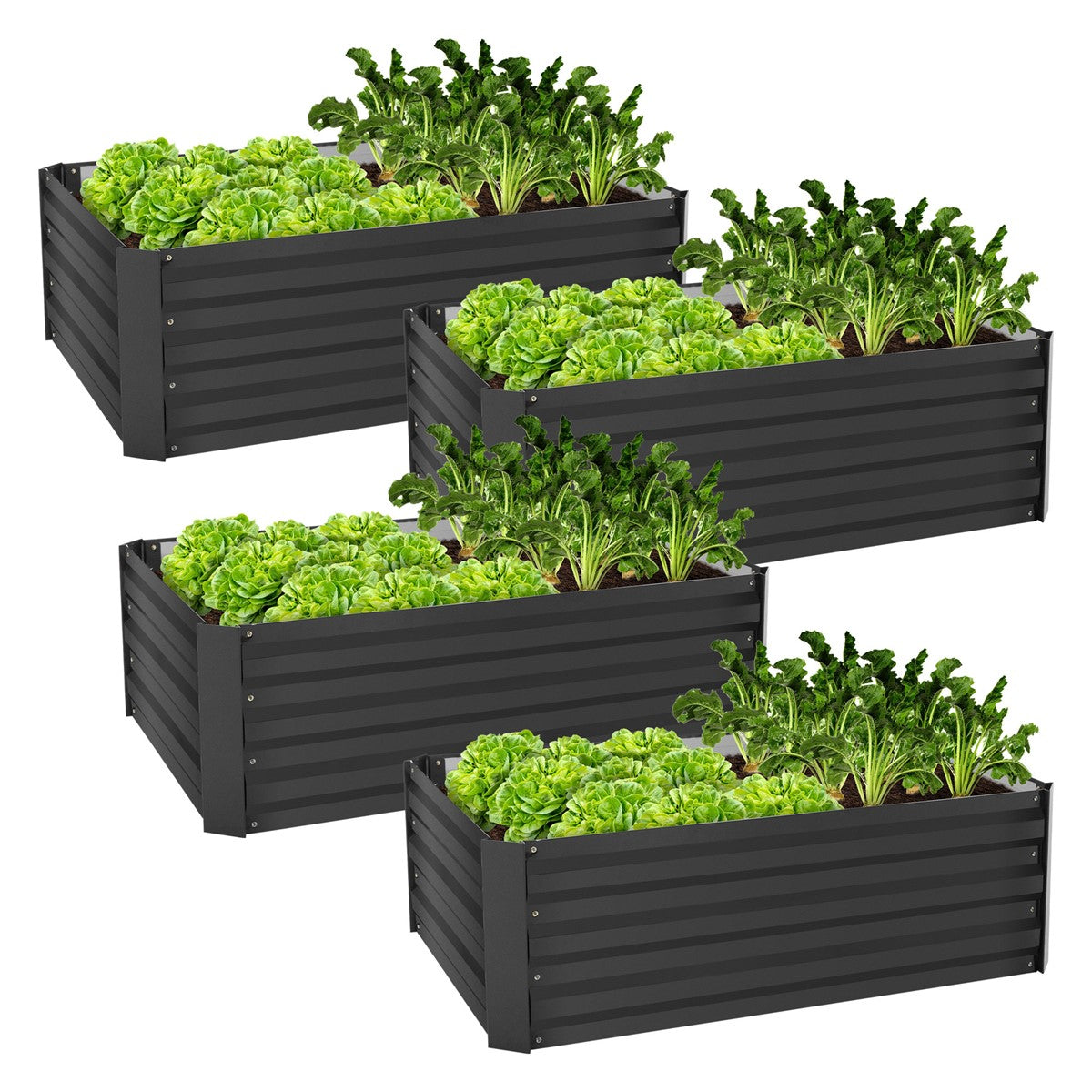 Fire højbede med grønne salatplanter i et rektangulært, sort design.