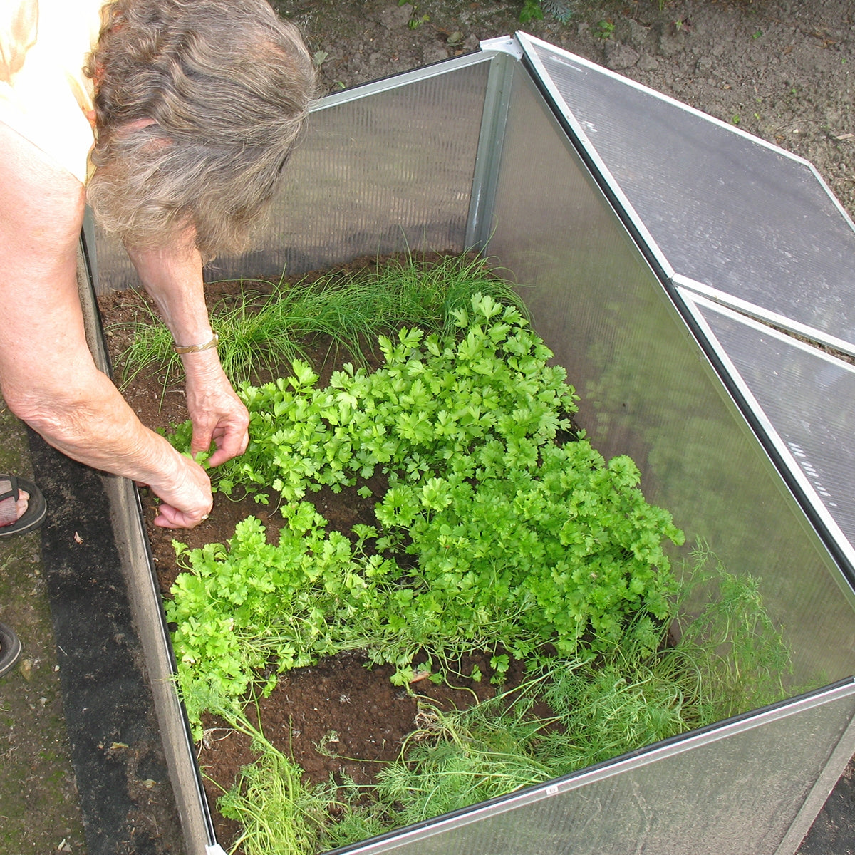 En person plukker urter fra et drivhus med grønne planter.