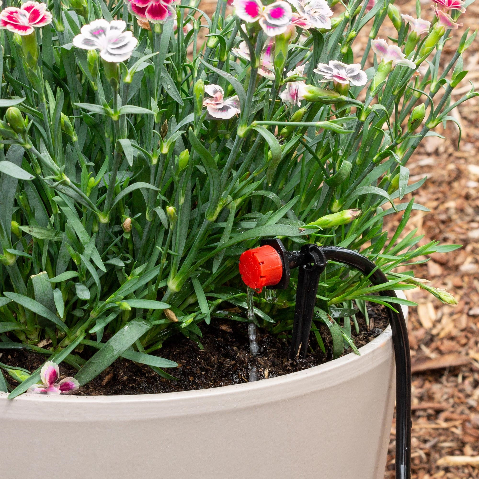 Fiori con petali rosa in un vaso con sistema di irrigazione.