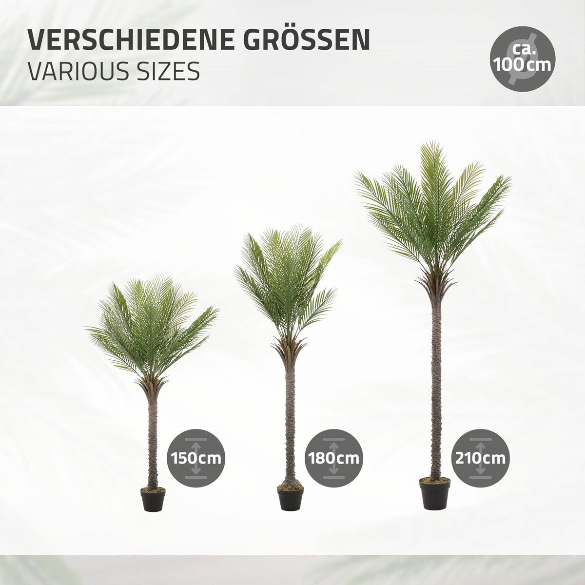 Tre palme di diverse dimensioni: 150 cm, 180 cm e 210 cm.