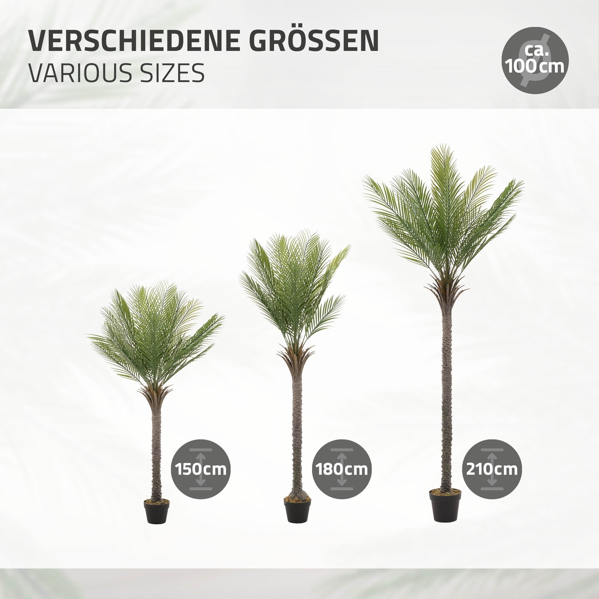Tre palme in diverse dimensioni: 150 cm, 180 cm e 210 cm.