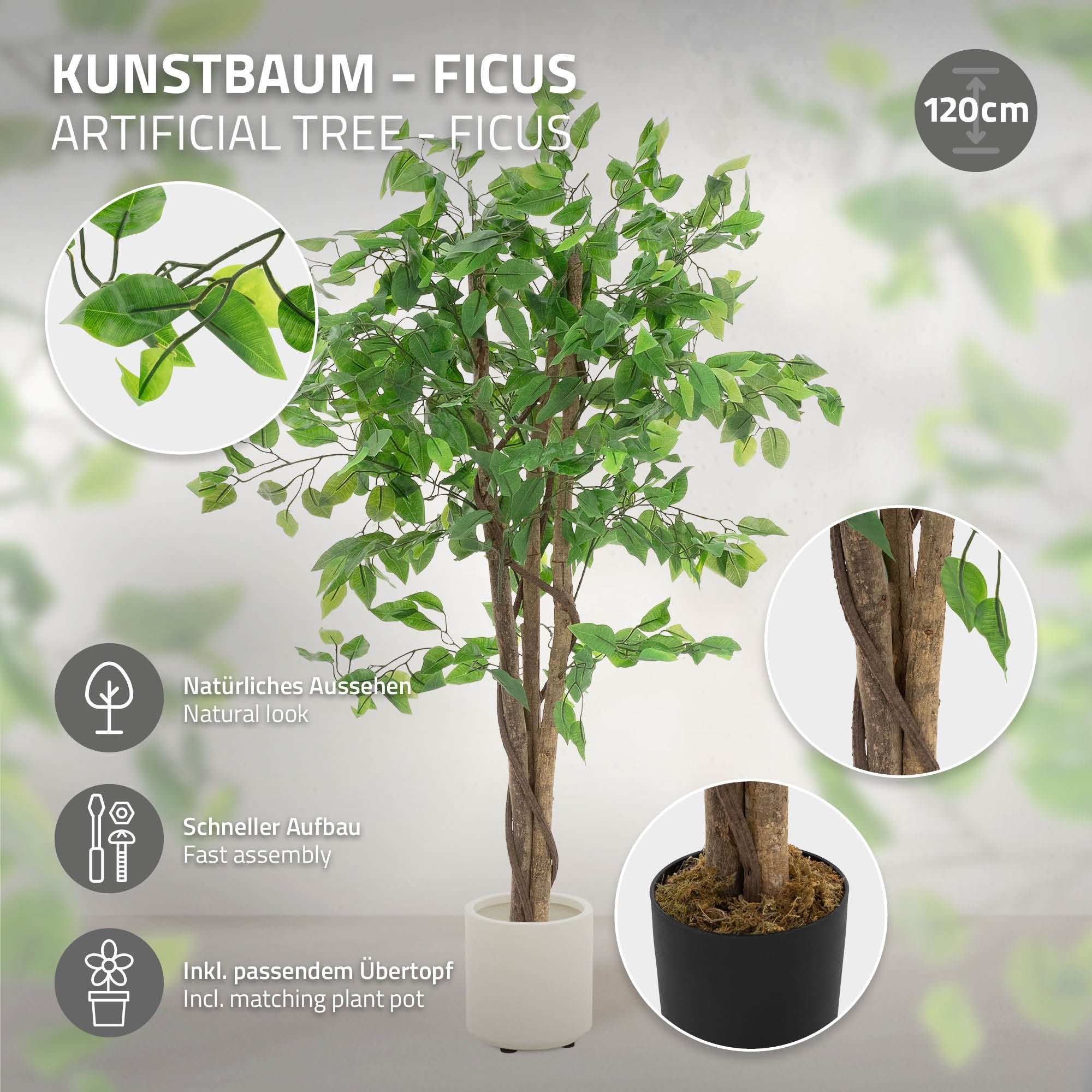 Ficus-taidepuu ruukussa, 120 cm korkea, vihreillä lehdillä.