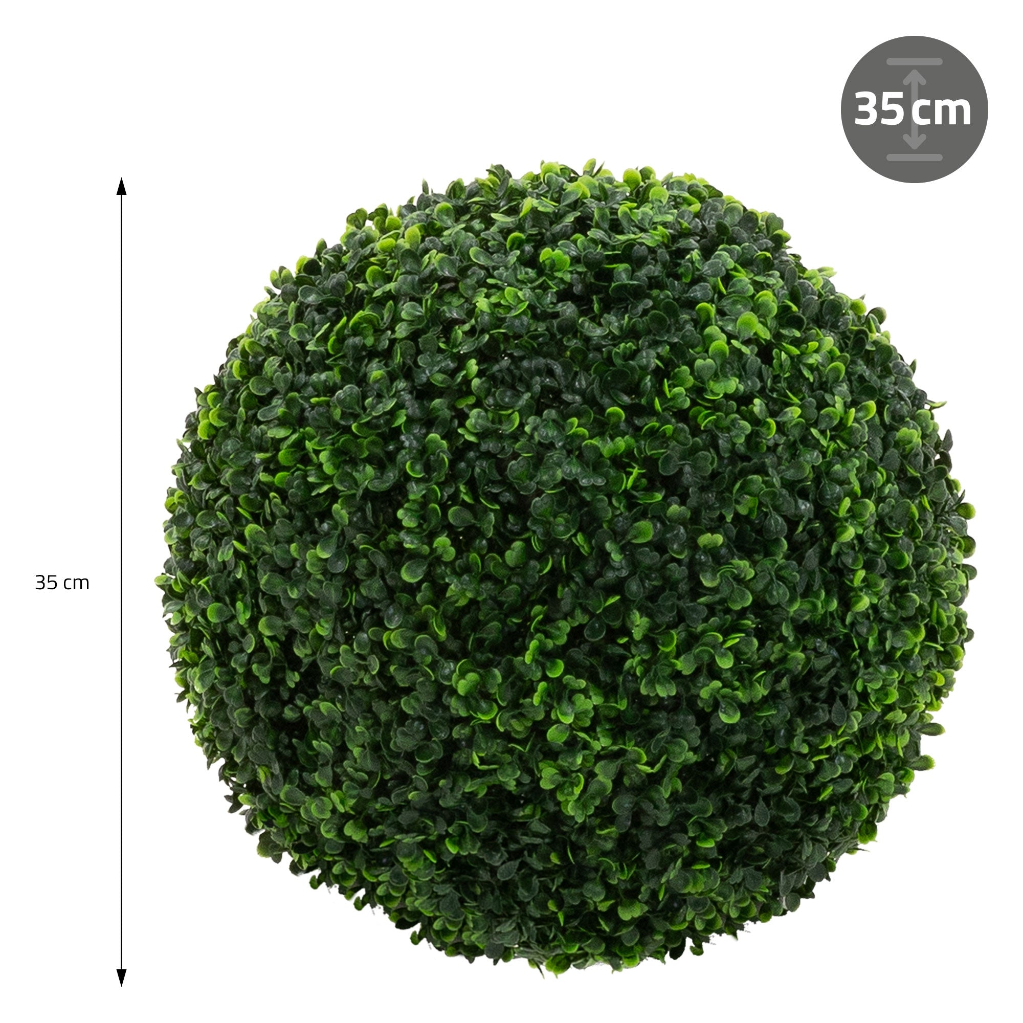En grøn, rund plante med en diameter på 35 cm på hvid baggrund.