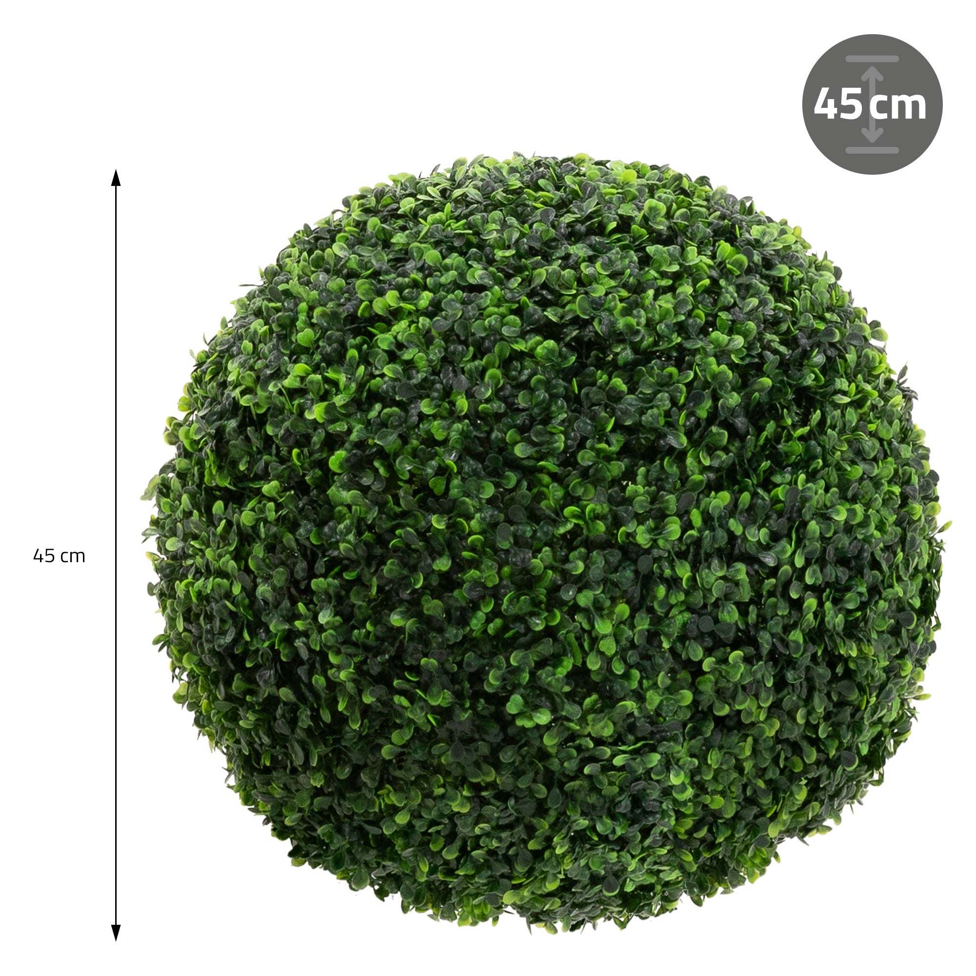 Una pianta rotonda e verde con un diametro di 45 cm, su uno sfondo bianco.