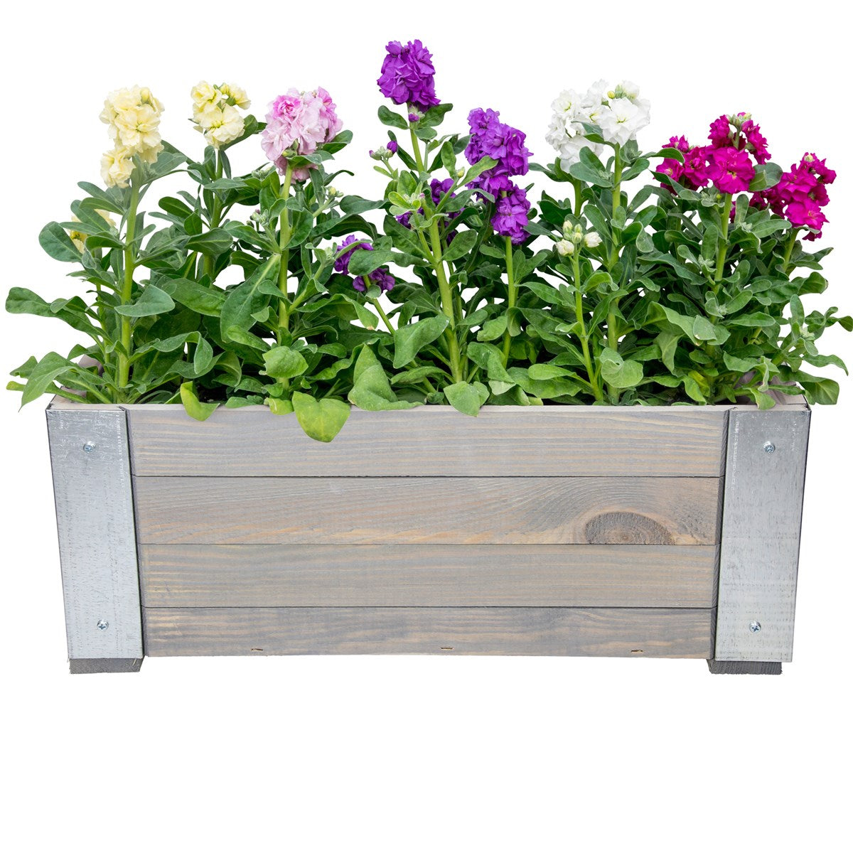 Ein Holzkasten mit bunten Blumen in lila, weiß und pink.